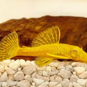 Jetzt Bestellen Gold Ancistrus M (Ancistrus dolichopterus spec.)